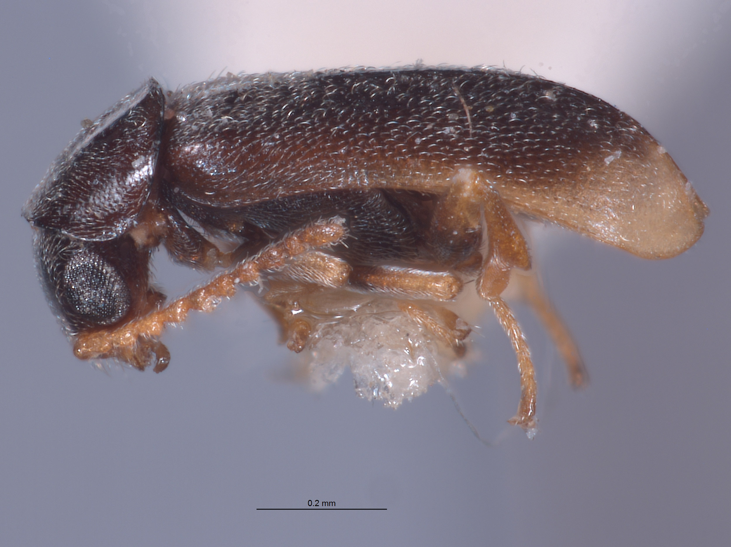 Lobatomixis apicetestaceus image