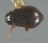 Lobatomixis niger image