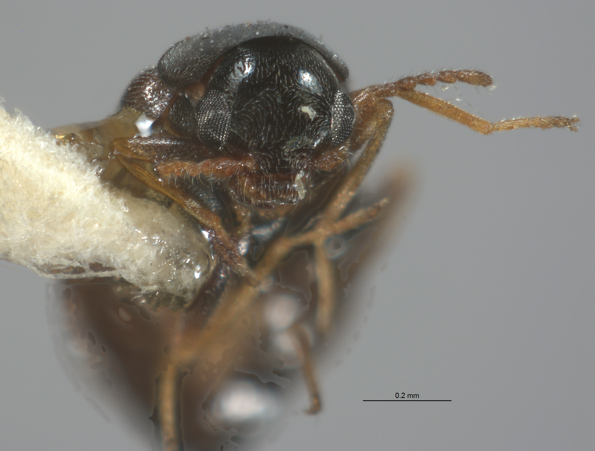 Lobatomixis niger image