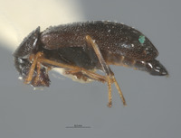 Lobatomixis niger image