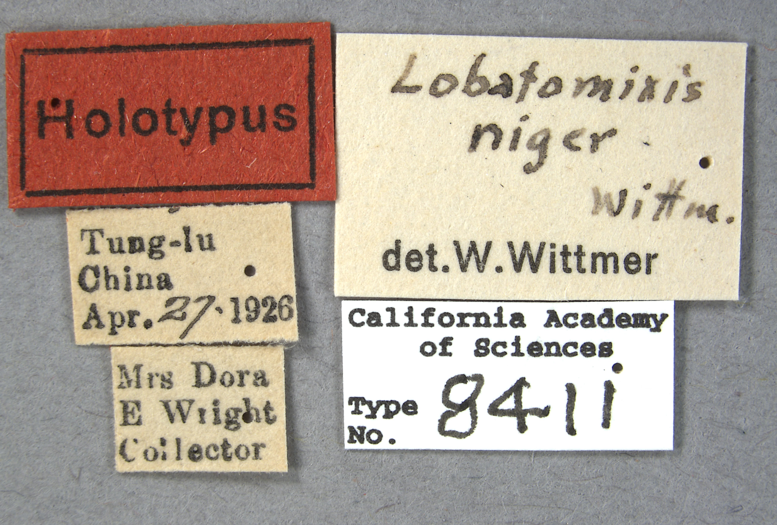 Lobatomixis niger image