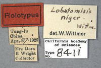 Lobatomixis niger image