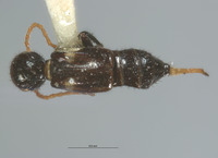 Luzonotroglops strigilatus image