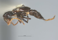 Luzonotroglops strigilatus image