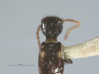 Luzonotroglops strigilatus image