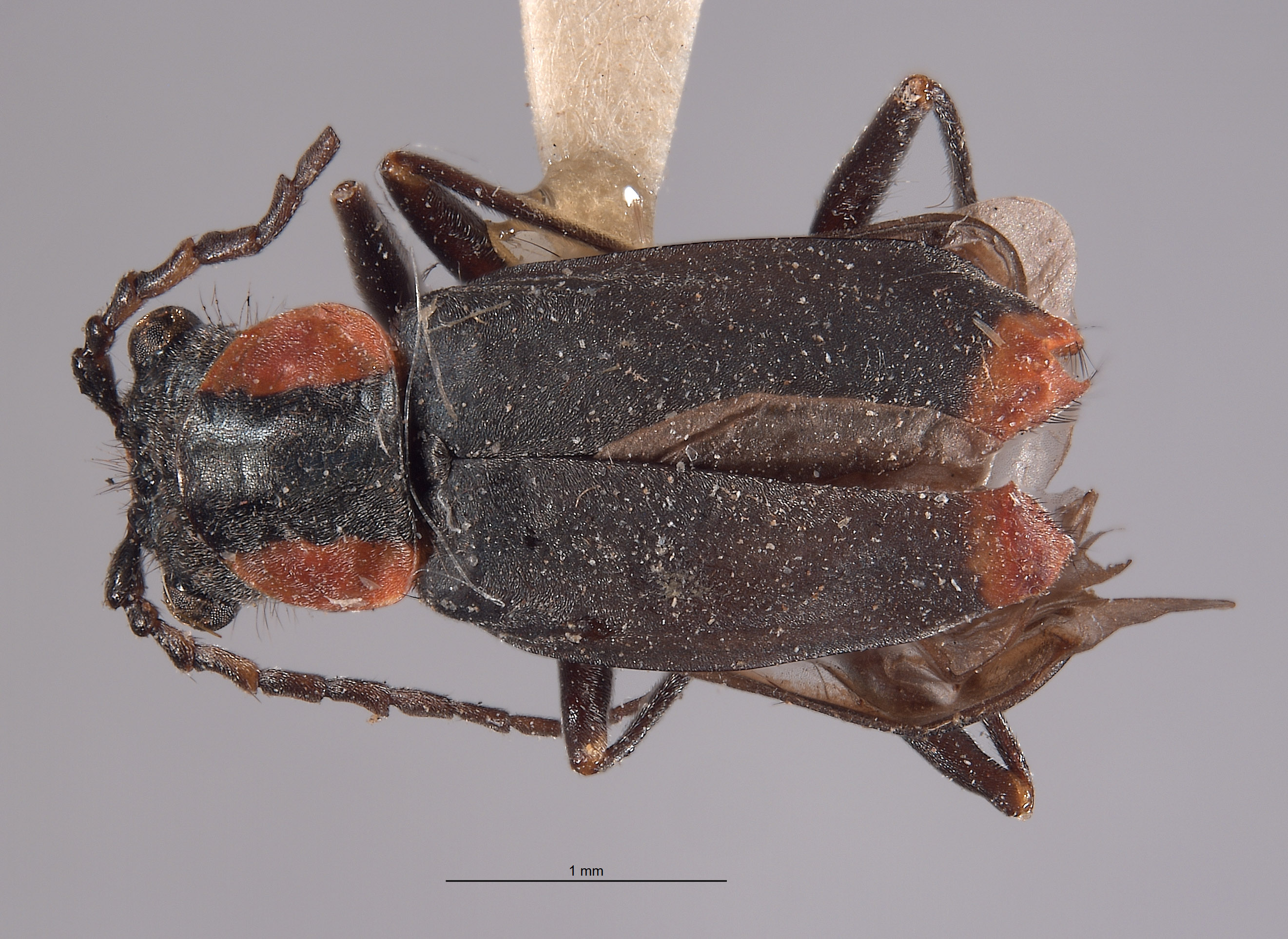 Malachius image