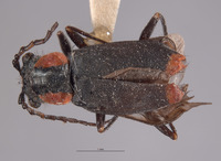 Malachius fissipennis image