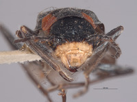 Malachius fissipennis image