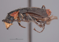 Malachius fissipennis image