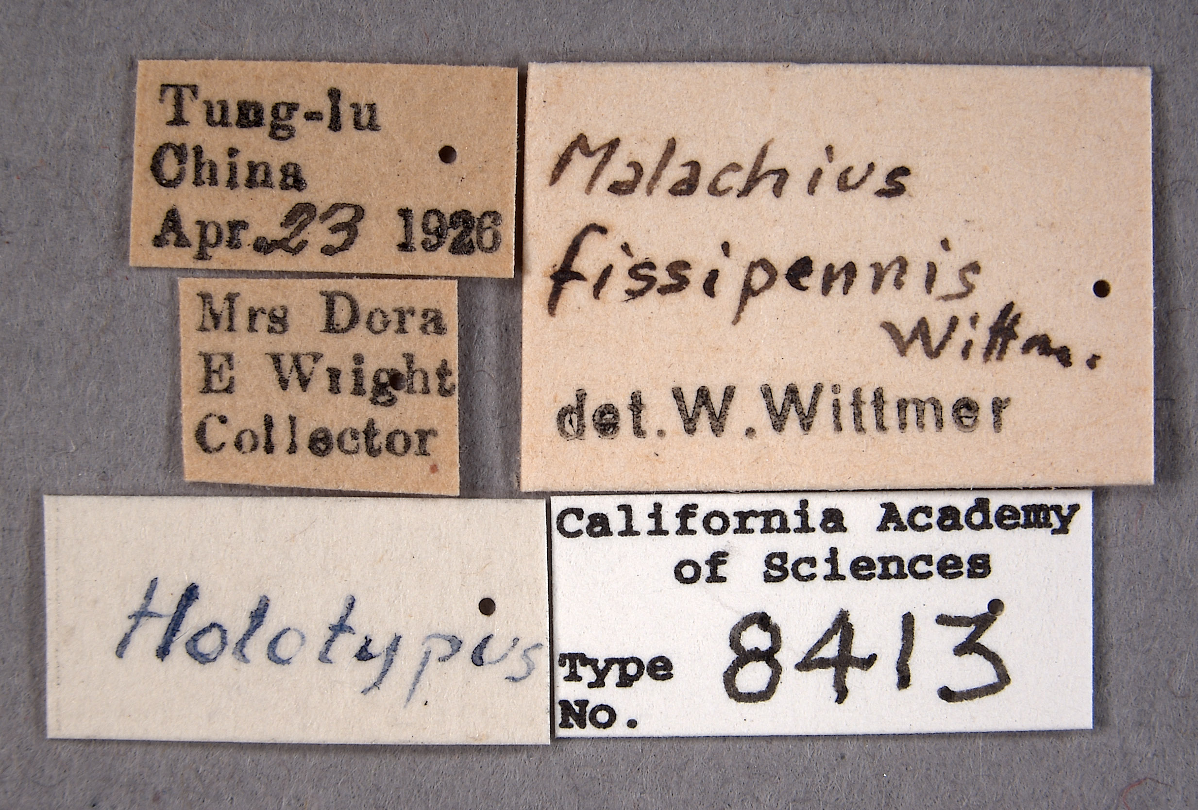 Malachius fissipennis image