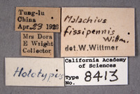 Malachius fissipennis image