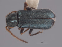 Malachius vandykei image