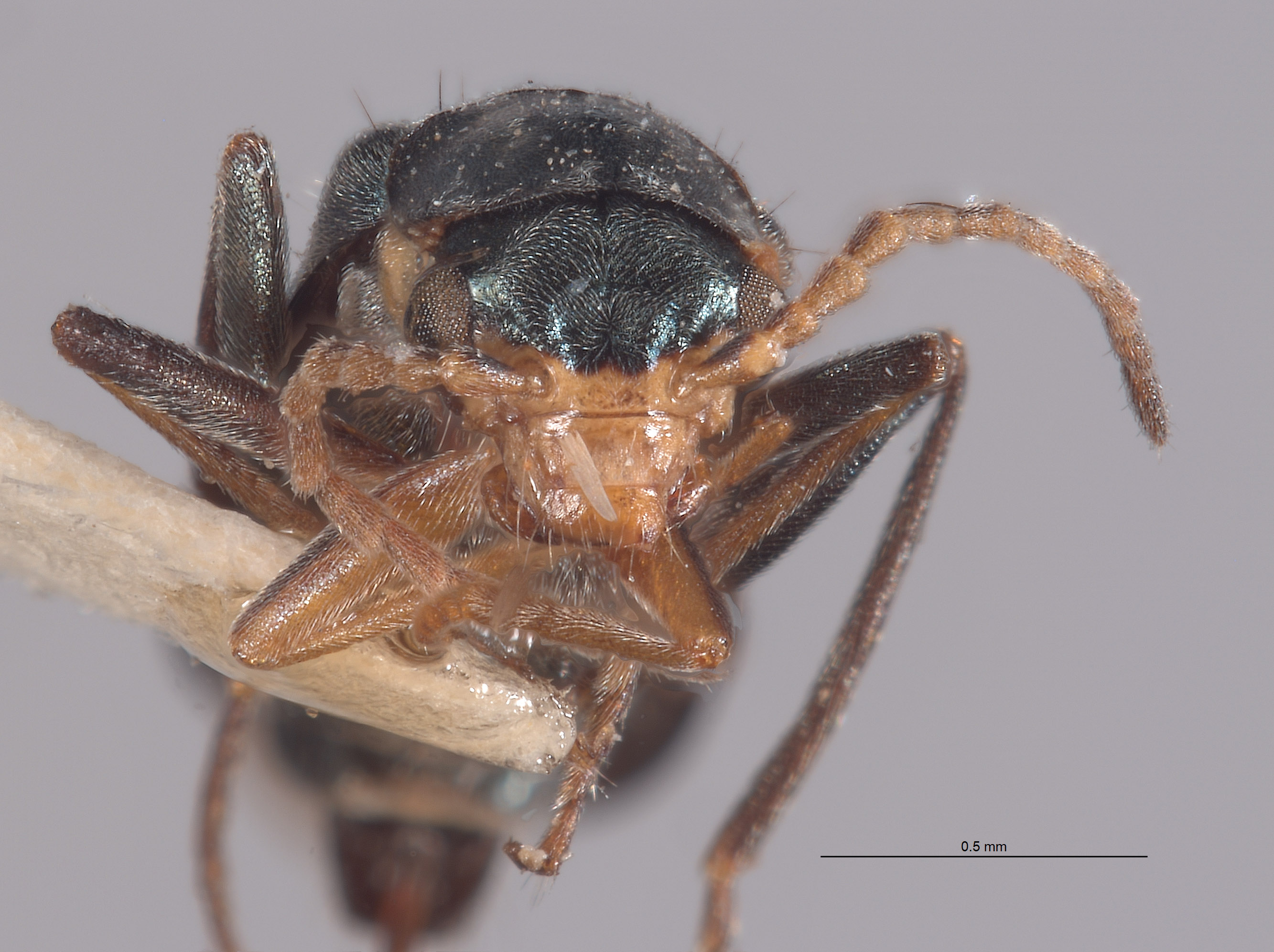 Malachius vandykei image