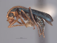 Malachius vandykei image