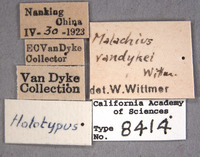 Malachius vandykei image