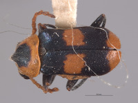 Philhedonus vredenburgensis image
