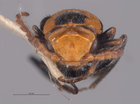 Image of Philhedonus vredenburgensis