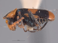 Philhedonus vredenburgensis image