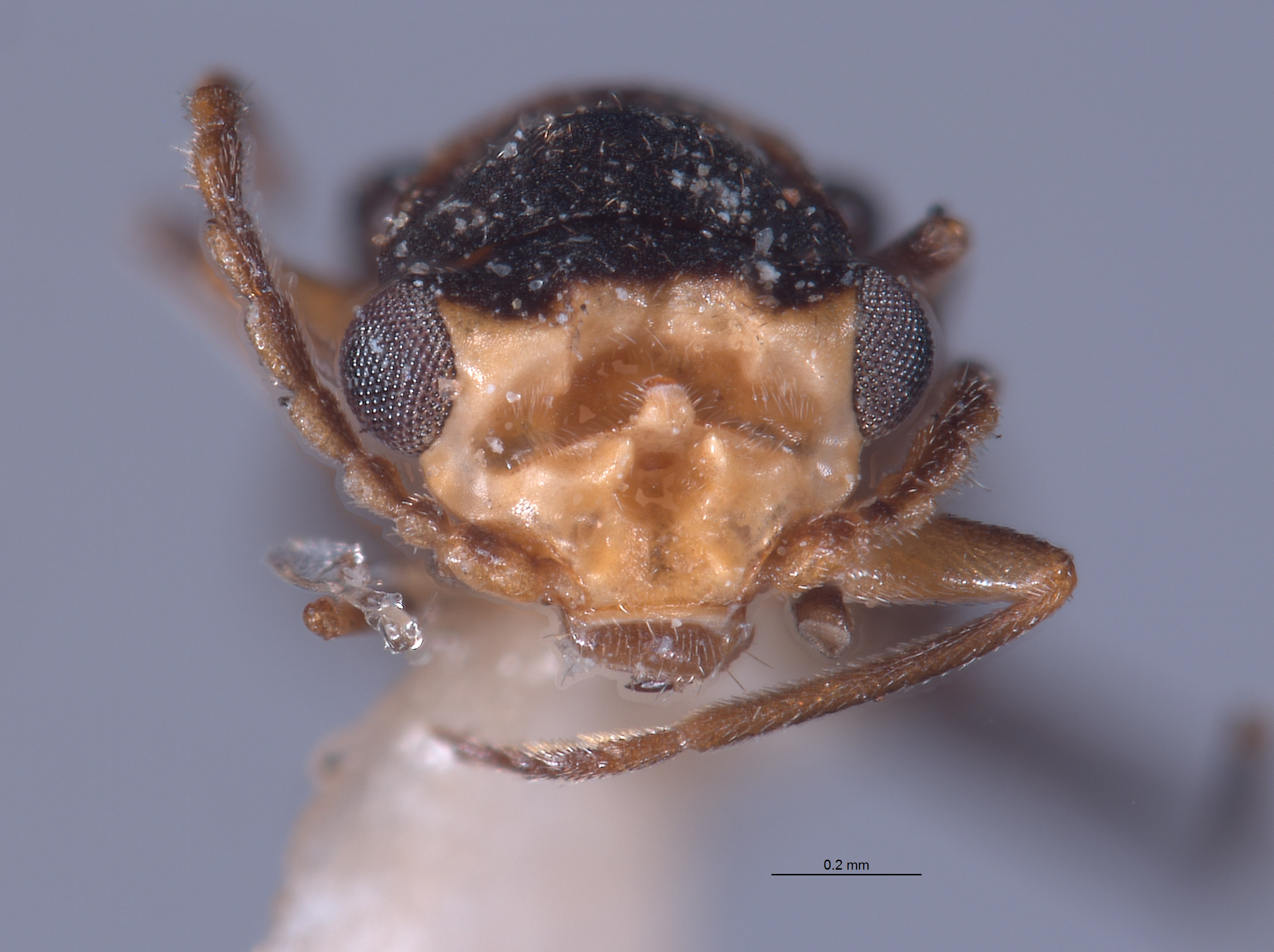 Troglops malkini image