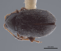 Epitrix similaris image