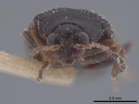 Epitrix similaris image