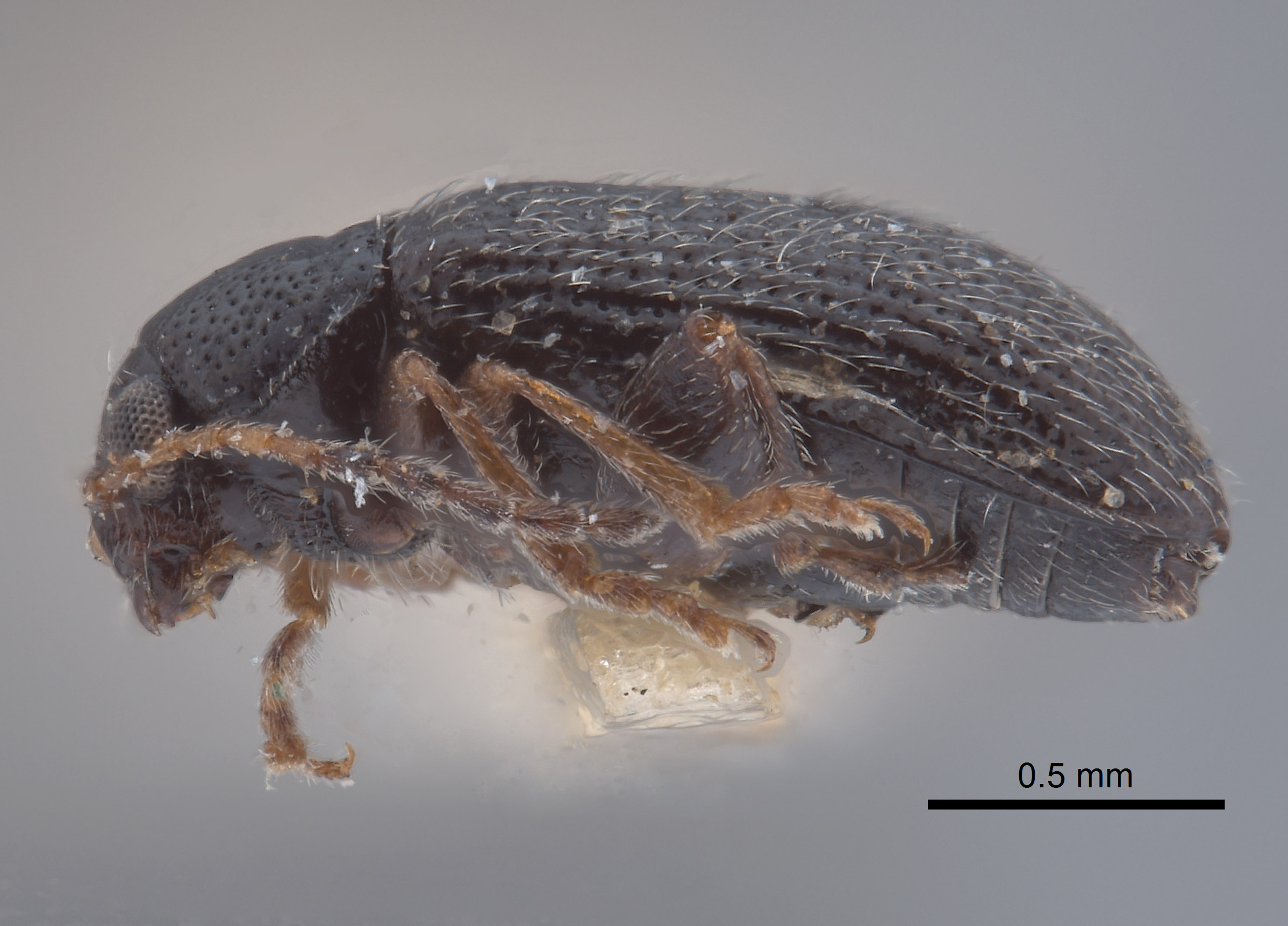 Galerucinae image