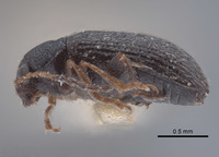 Epitrix similaris image