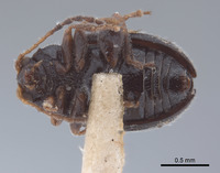 Epitrix similaris image