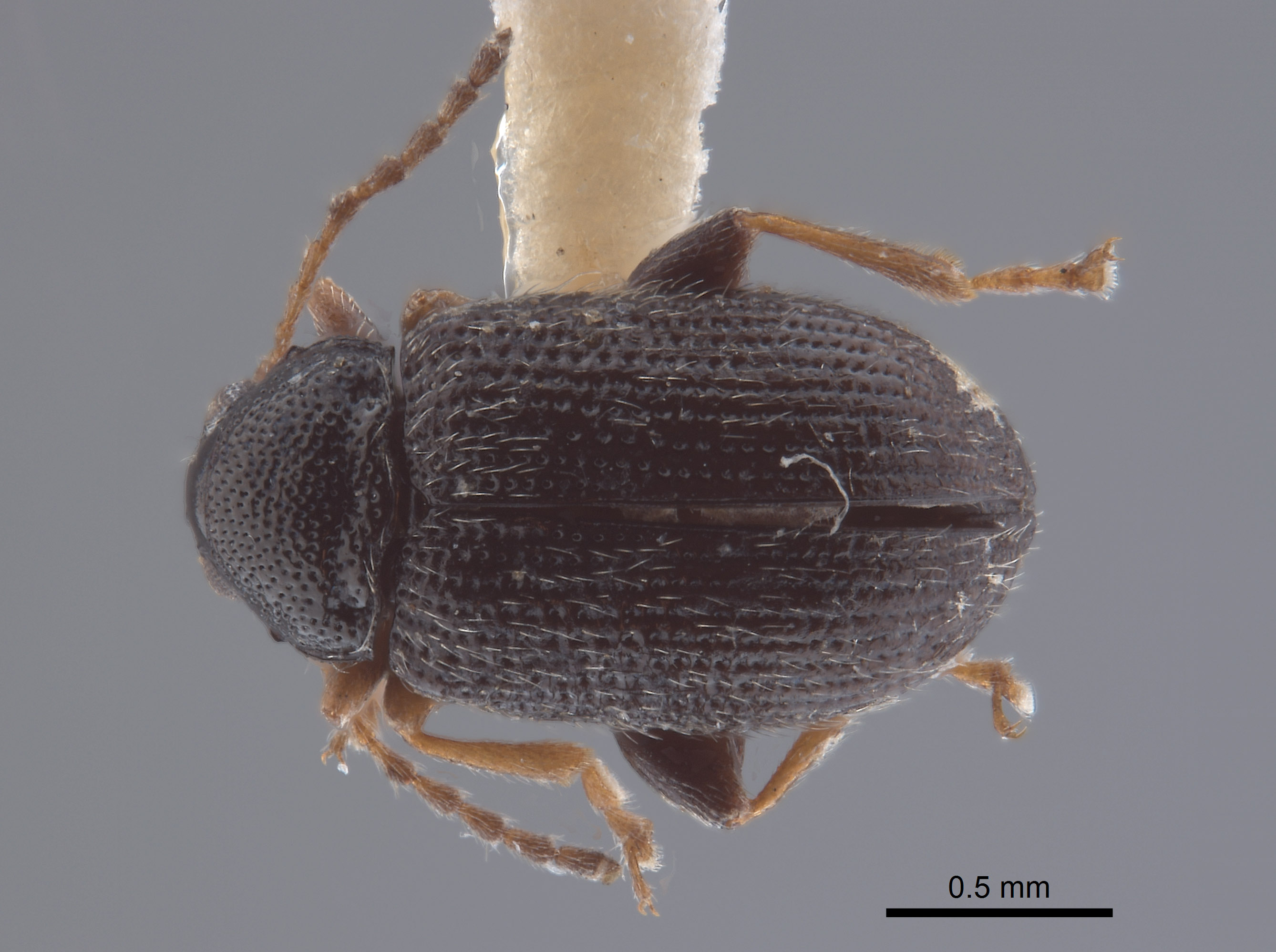 Epitrix image