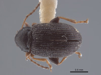 Epitrix tuberis image