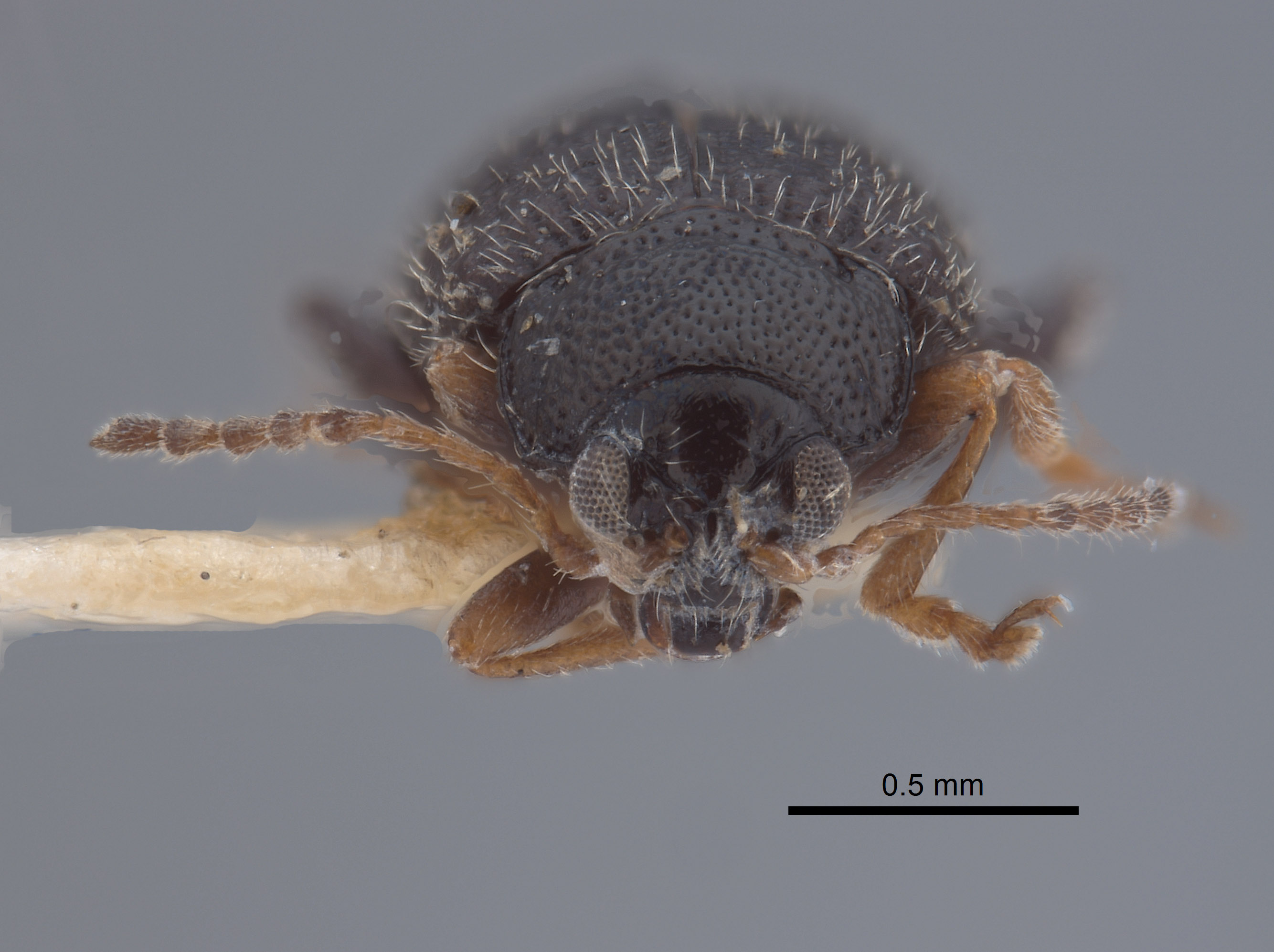 Epitrix tuberis image