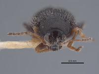 Epitrix tuberis image