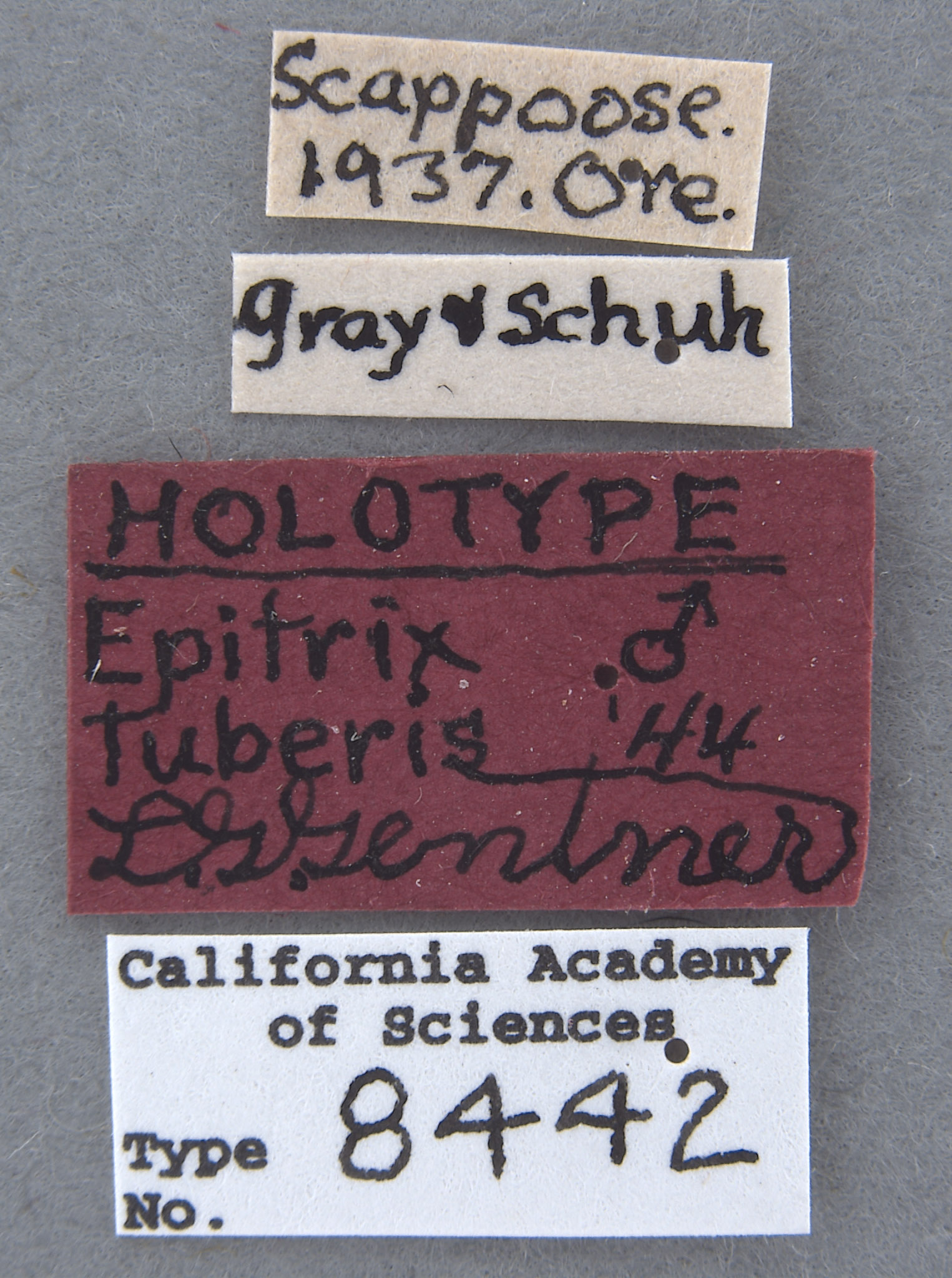 Epitrix tuberis image