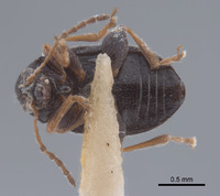 Epitrix tuberis image