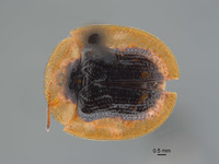 Cassida discale image