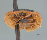 Cassida discale image