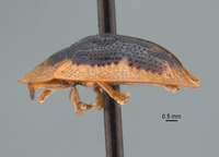 Cassida discale image