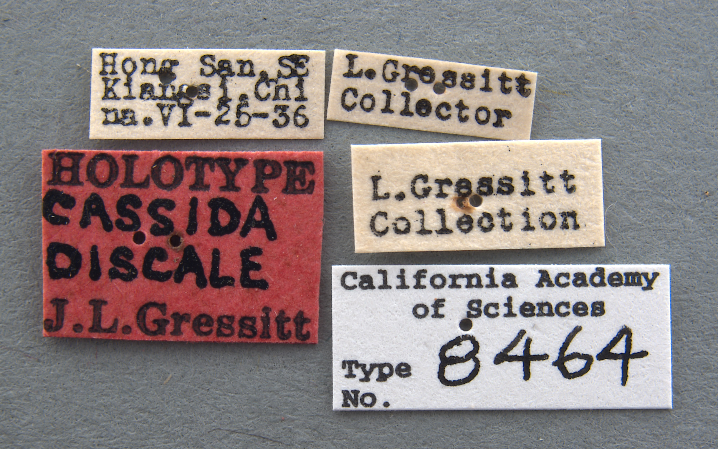 Cassida discale image