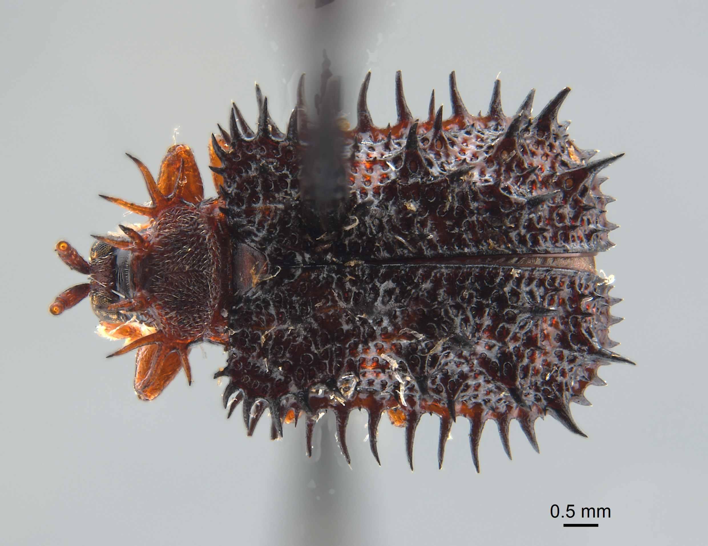 Dactylispa gestroi image