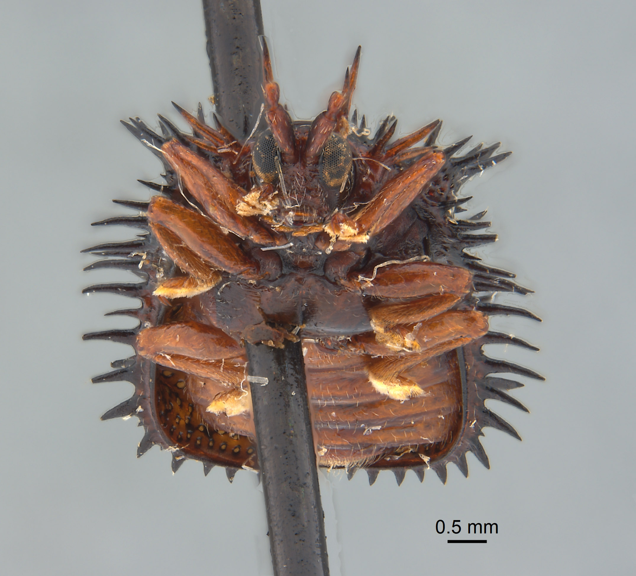 Dactylispa gestroi image