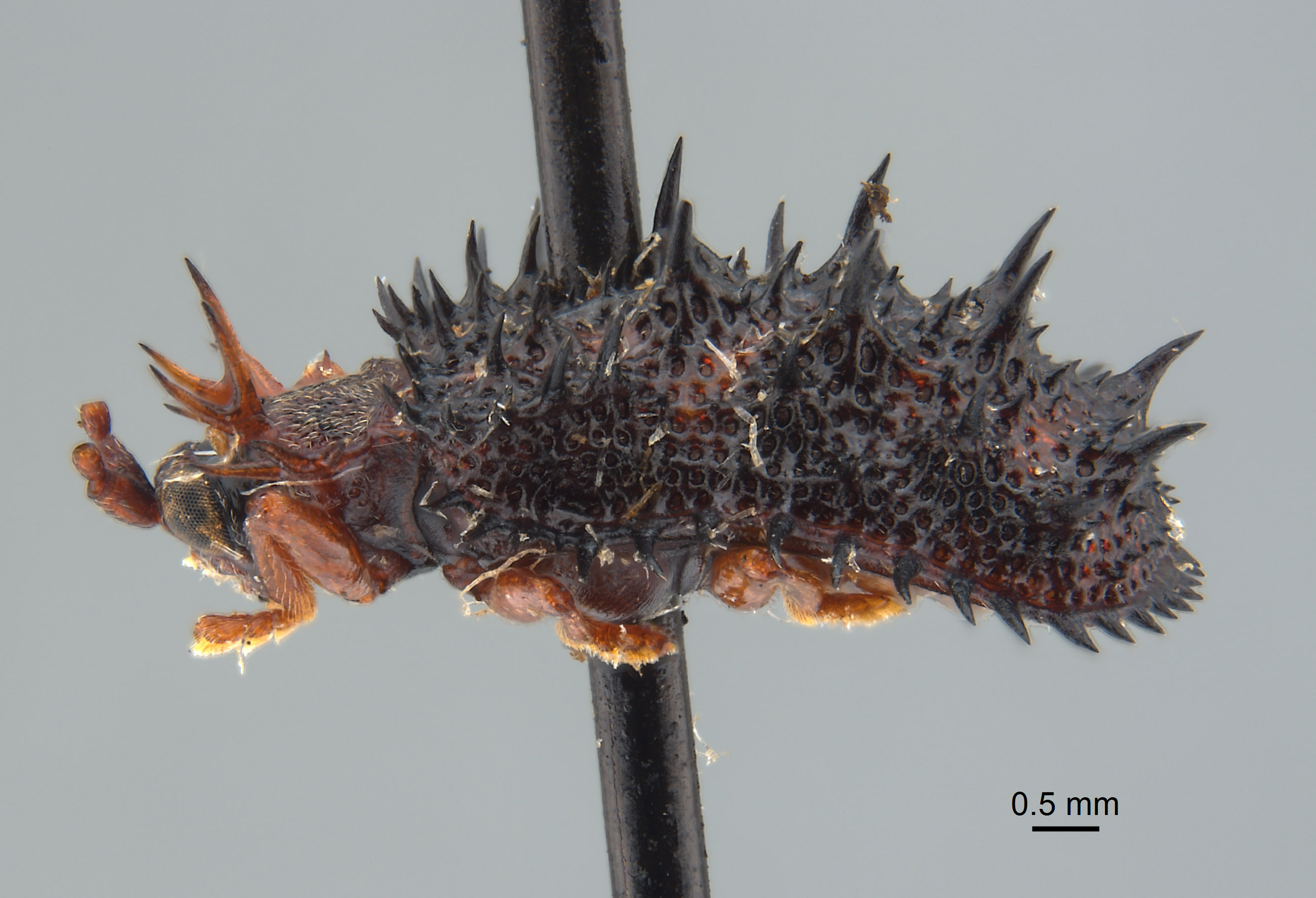 Dactylispa gestroi image