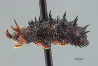 Dactylispa gestroi image