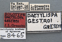 Dactylispa gestroi image