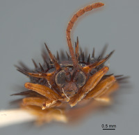 Dactylispa nigrodiscale image