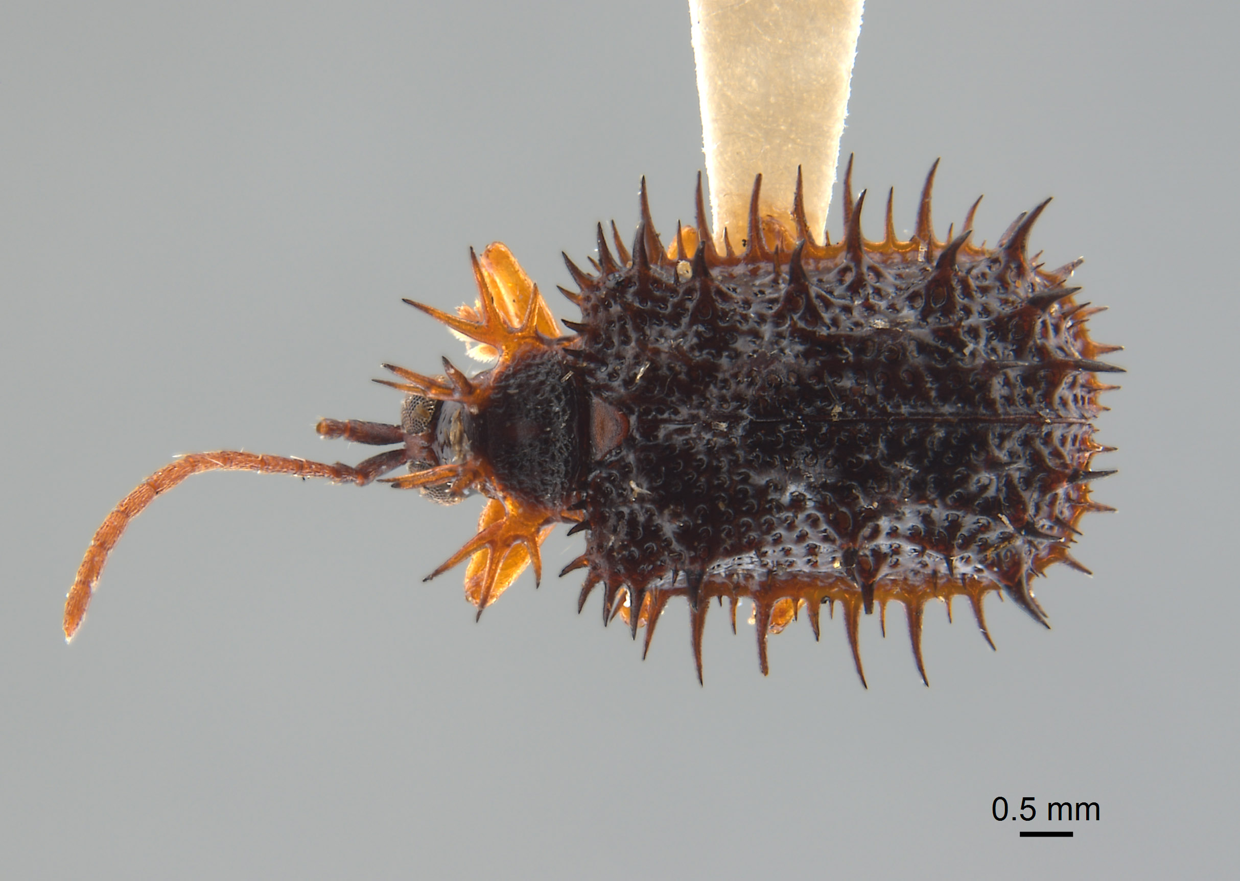 Dactylispa nigrodiscale image