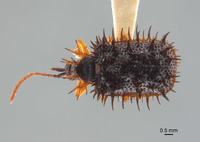 Dactylispa nigrodiscale image