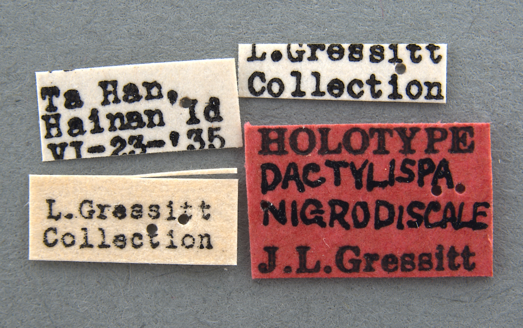 Dactylispa nigrodiscale image