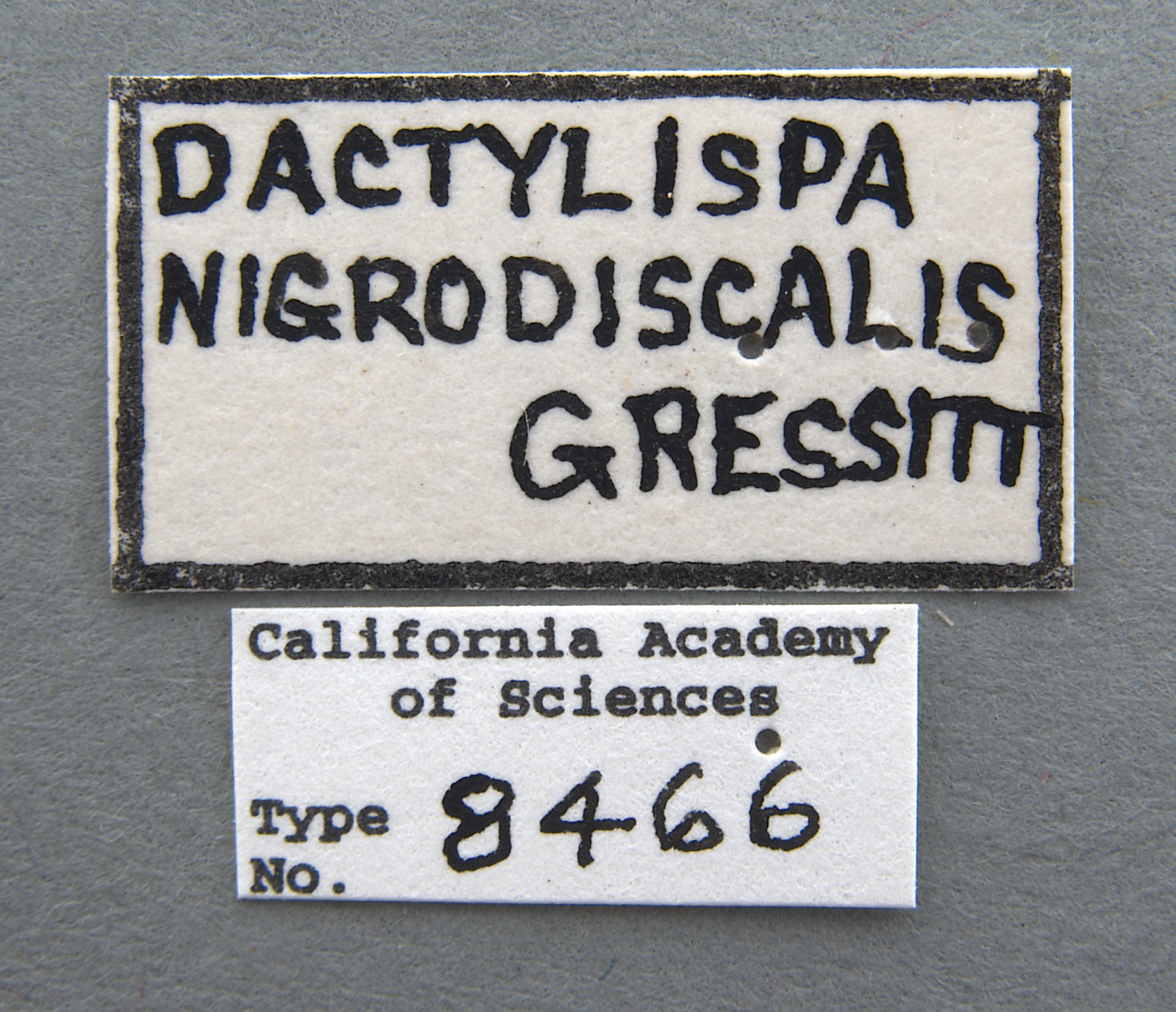Dactylispa image