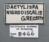 Dactylispa nigrodiscale image