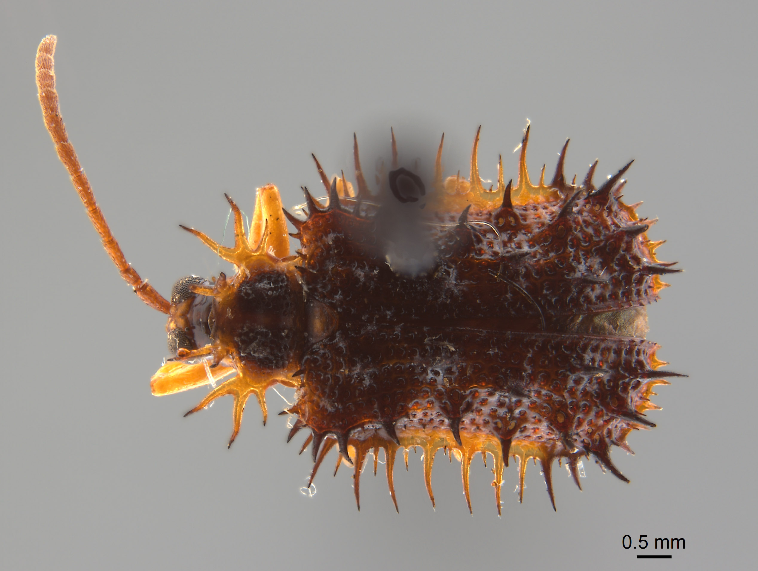 Dactylispa sinuispina image